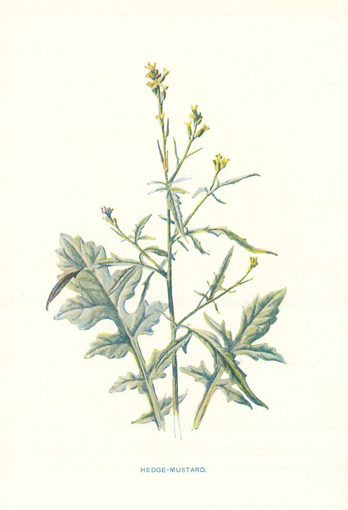 Hedge Mustard. Wild Flowers by Frederick Edward Hulme c1895 old antique print